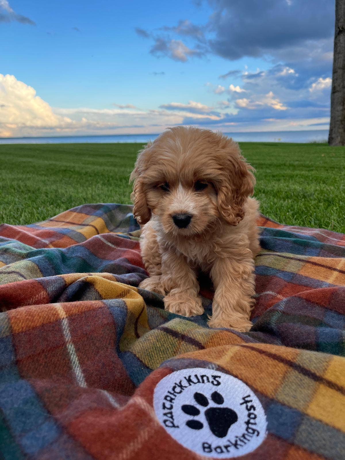 Antique Buchanan Dog Blanket Small/Med