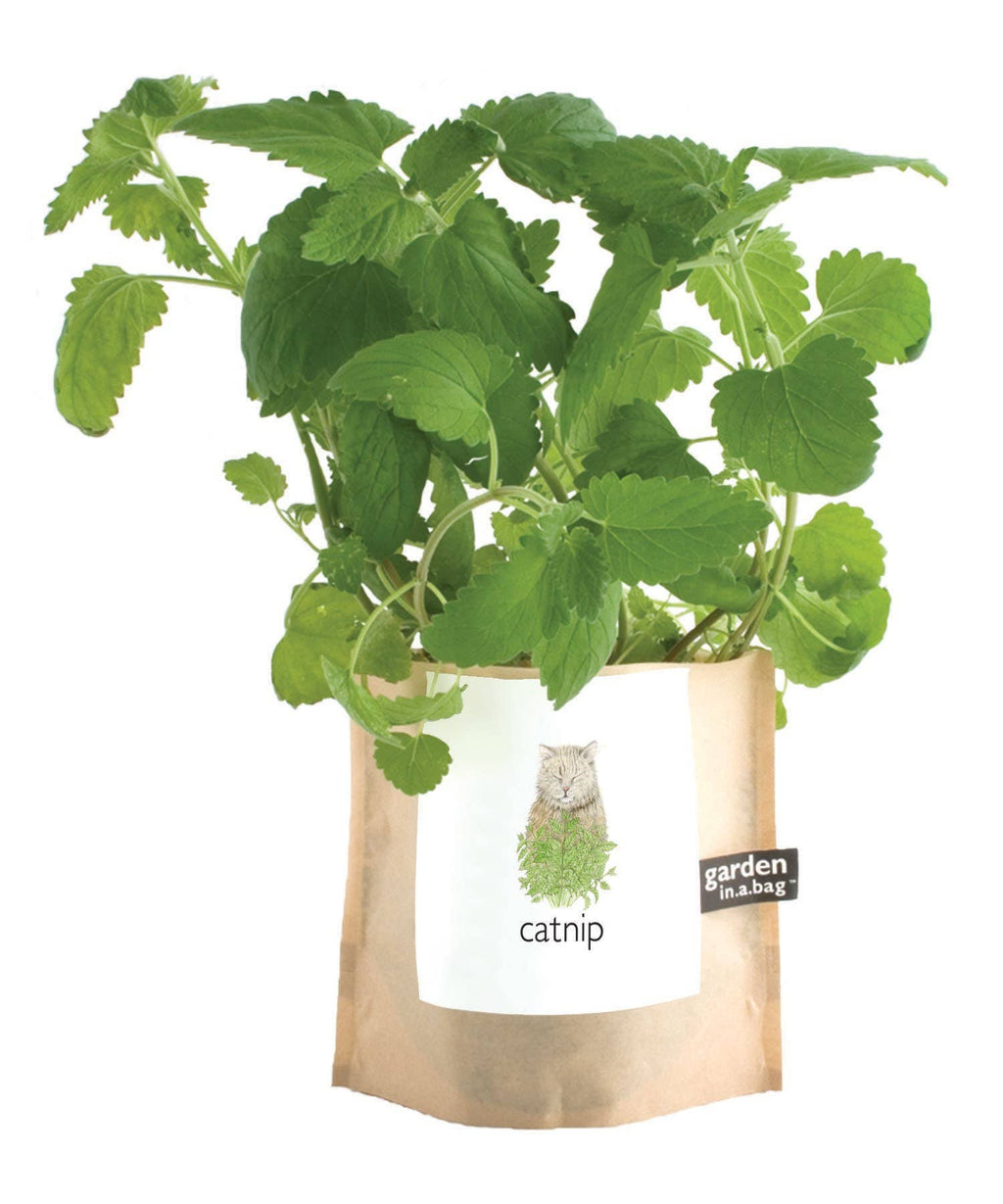 Garden in a Bag | Catnip | Pet Treat | Cat Gift