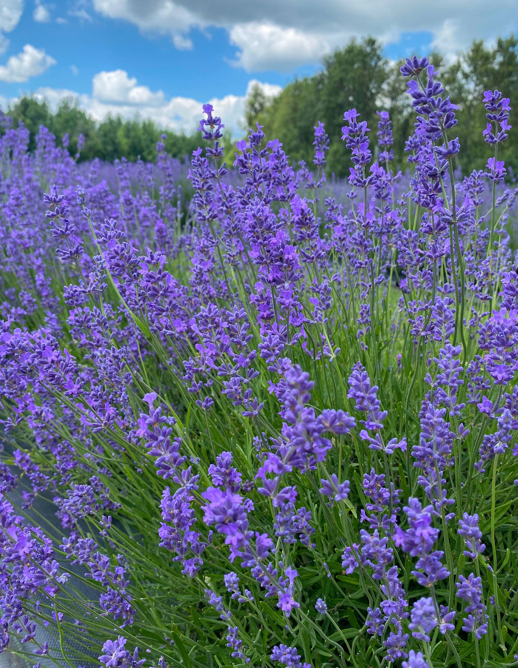 Dried English Lavender Bouquets - Light Purple