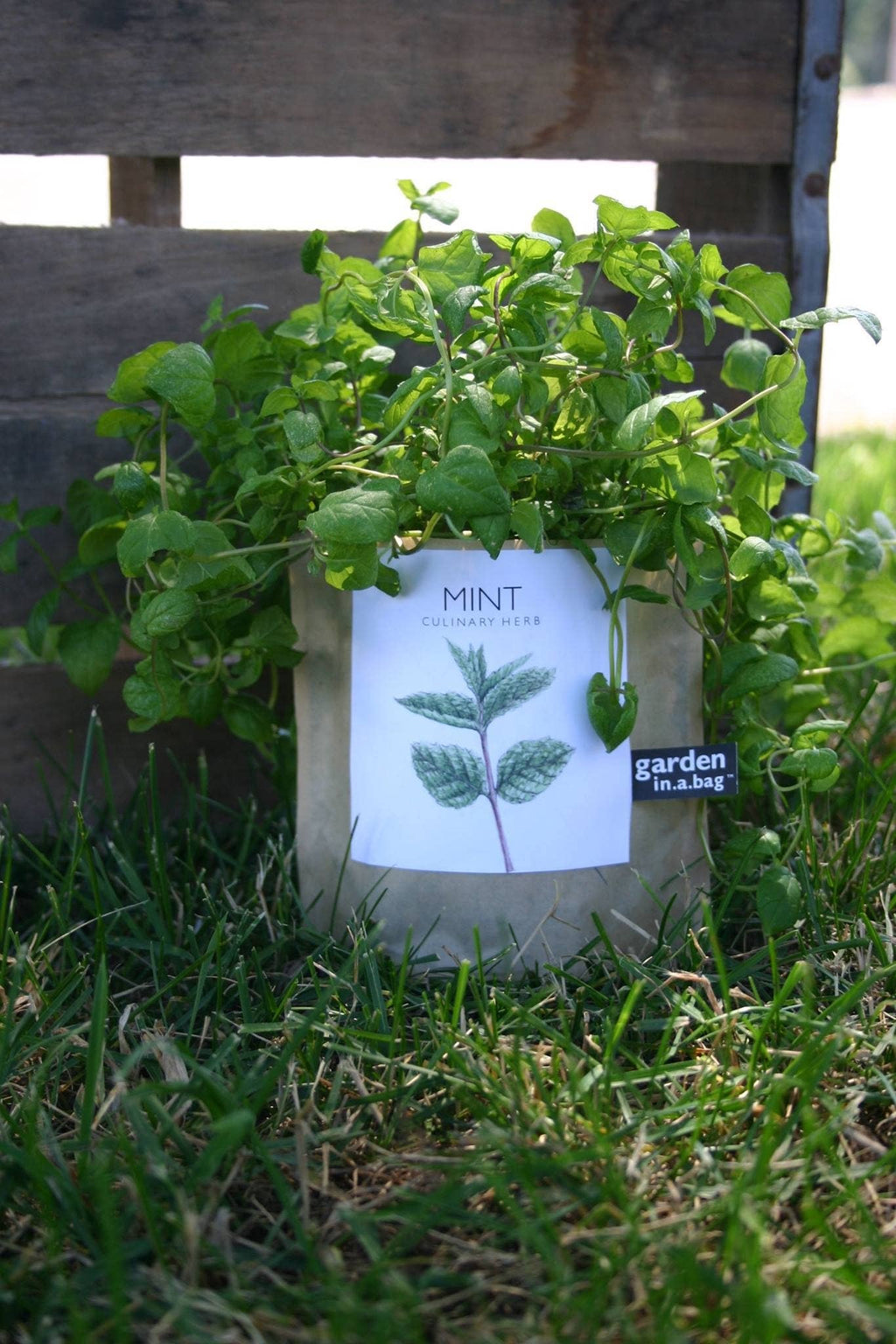 Garden in a Bag | Mint | Great gift for Cooks
