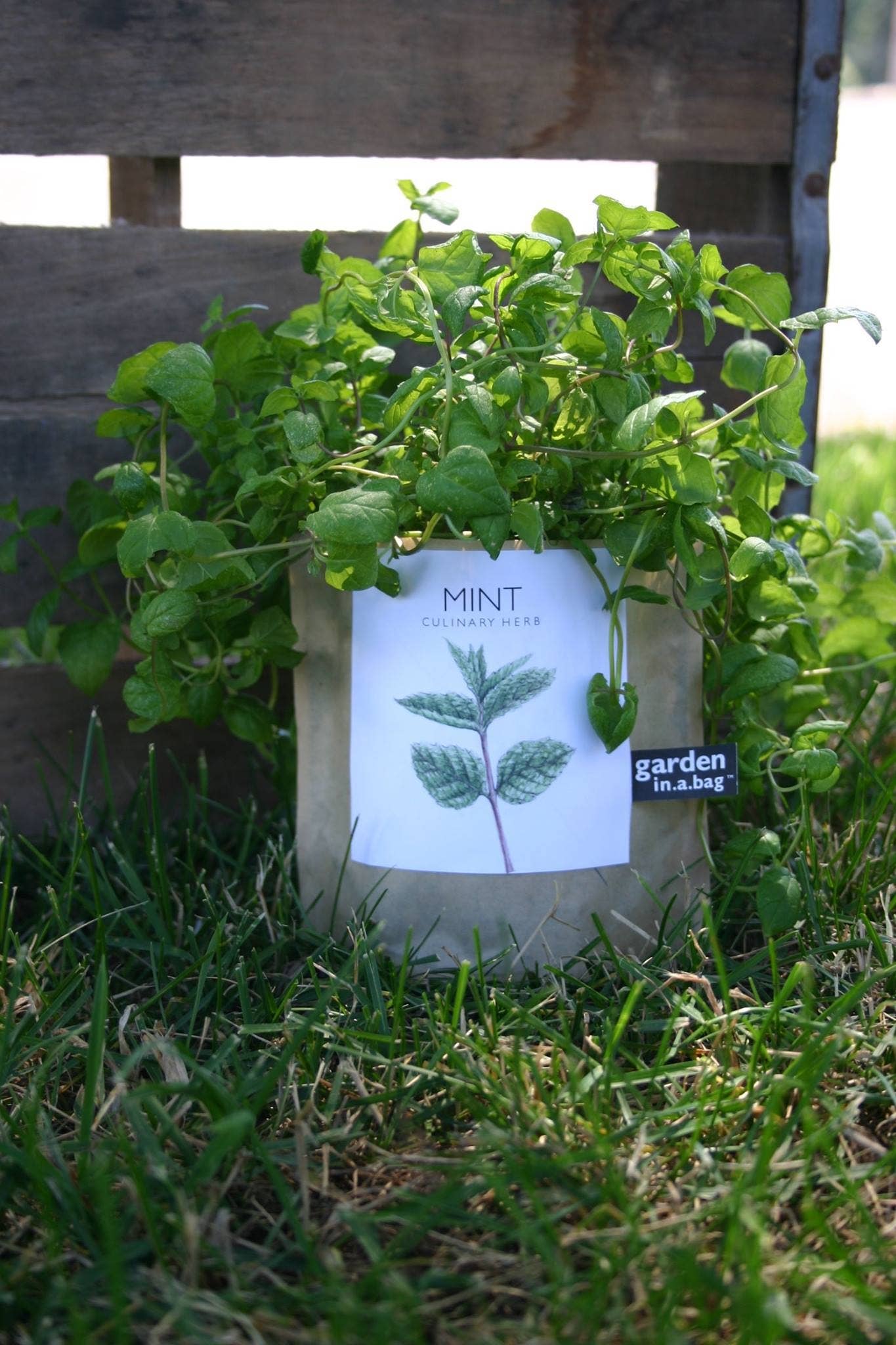 Garden in a Bag | Mint | Great gift for Cooks