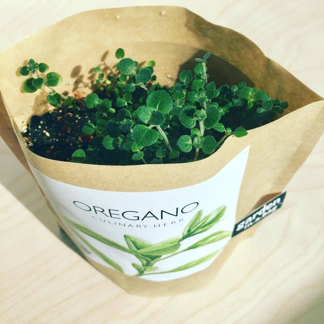 Garden in a Bag | Oregano | Great gift for Cooks