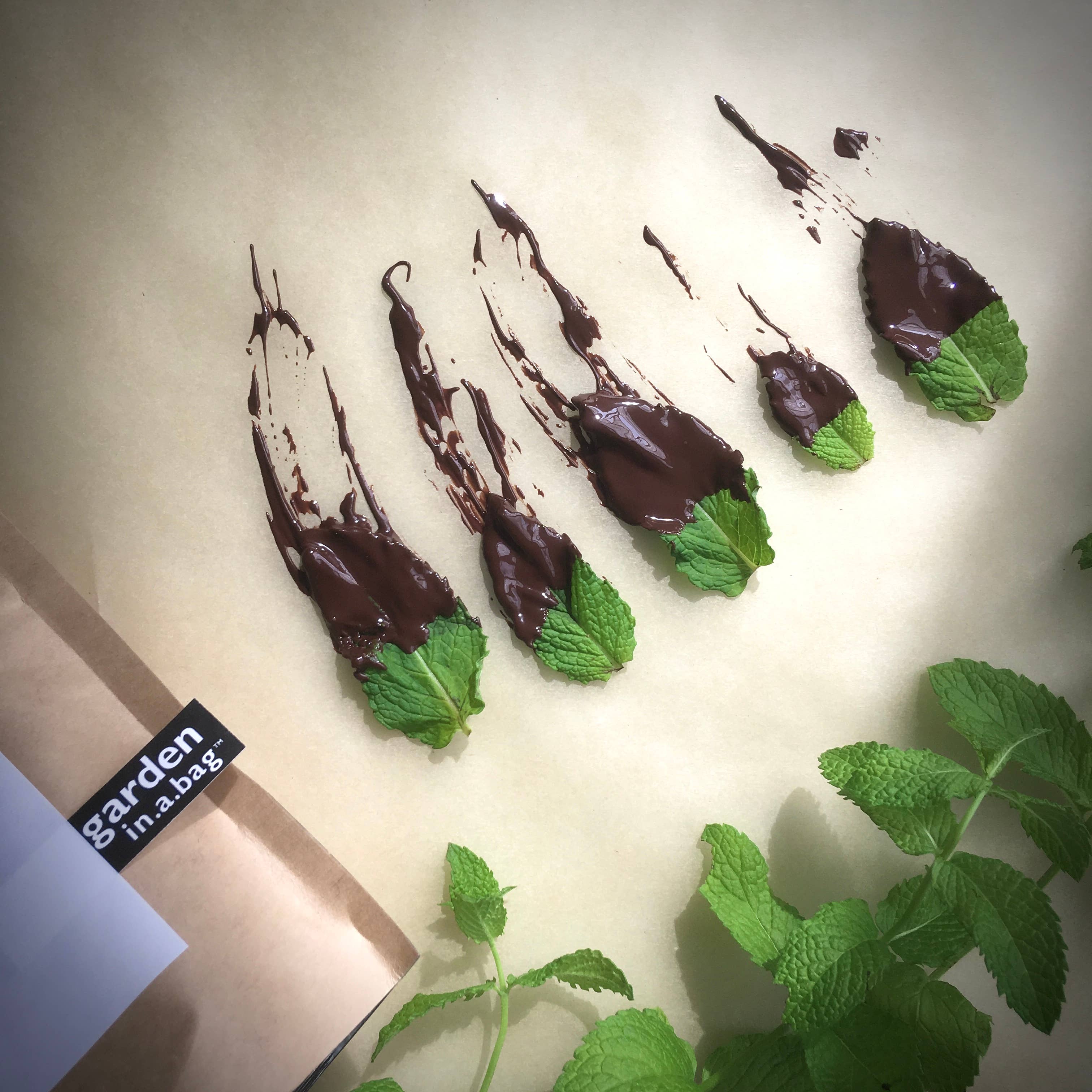 Garden in a Bag | Mint | Great gift for Cooks