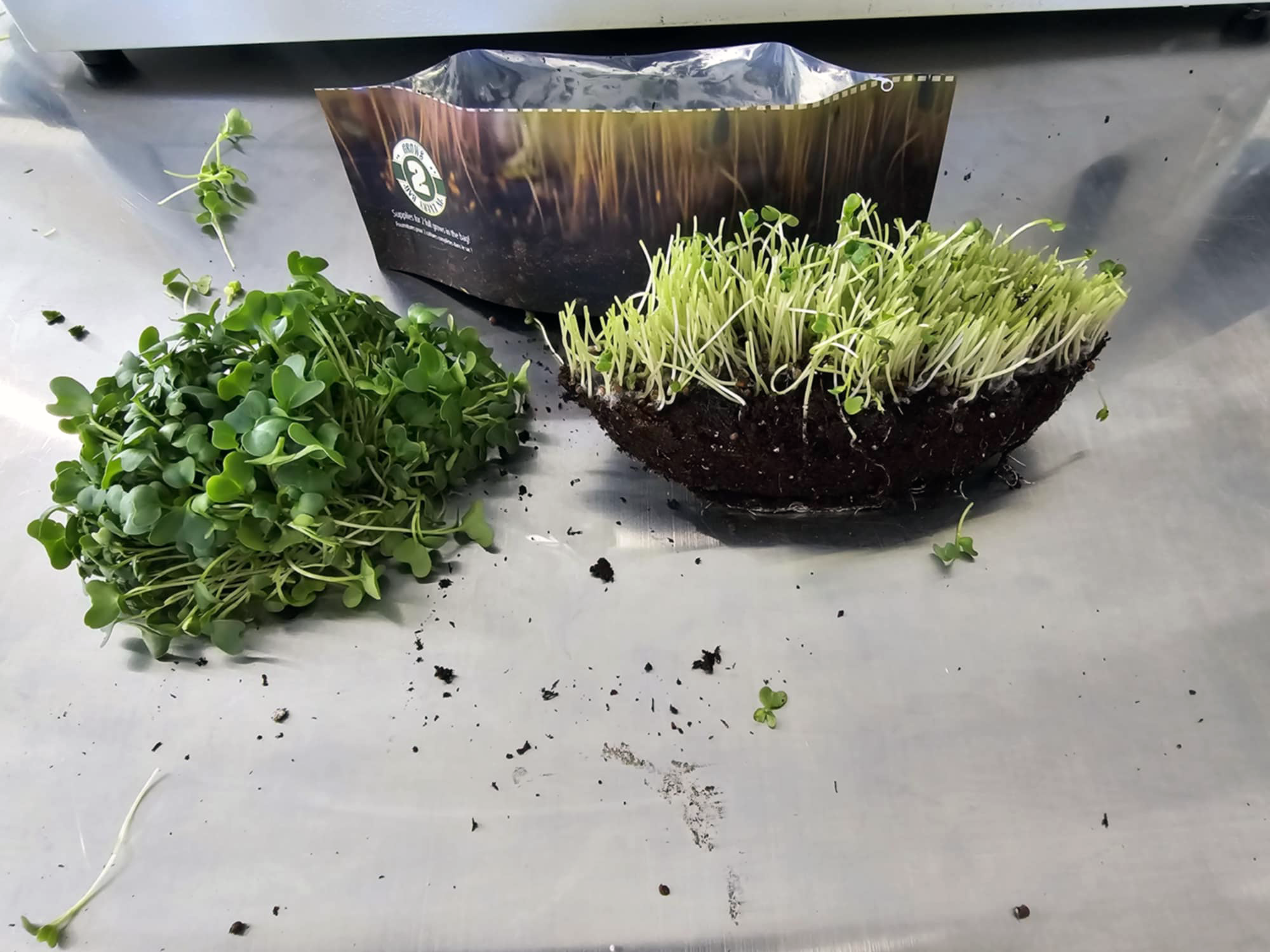Pea Microgreen Grow Kit