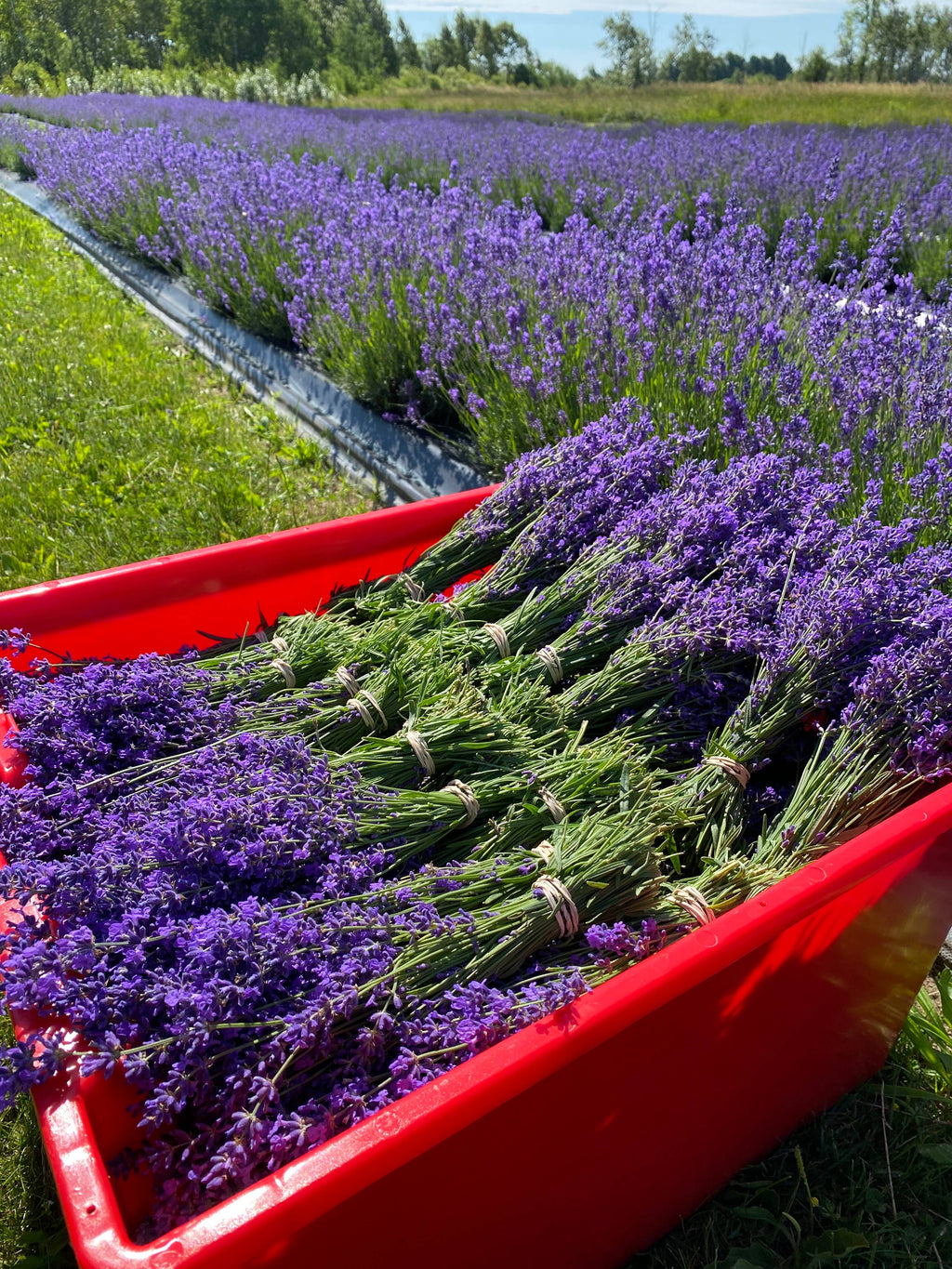 Dried English Lavender Bouquets - Light Purple