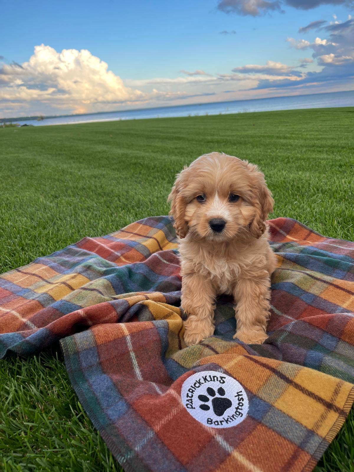 Antique Buchanan Dog Blanket Small/Med