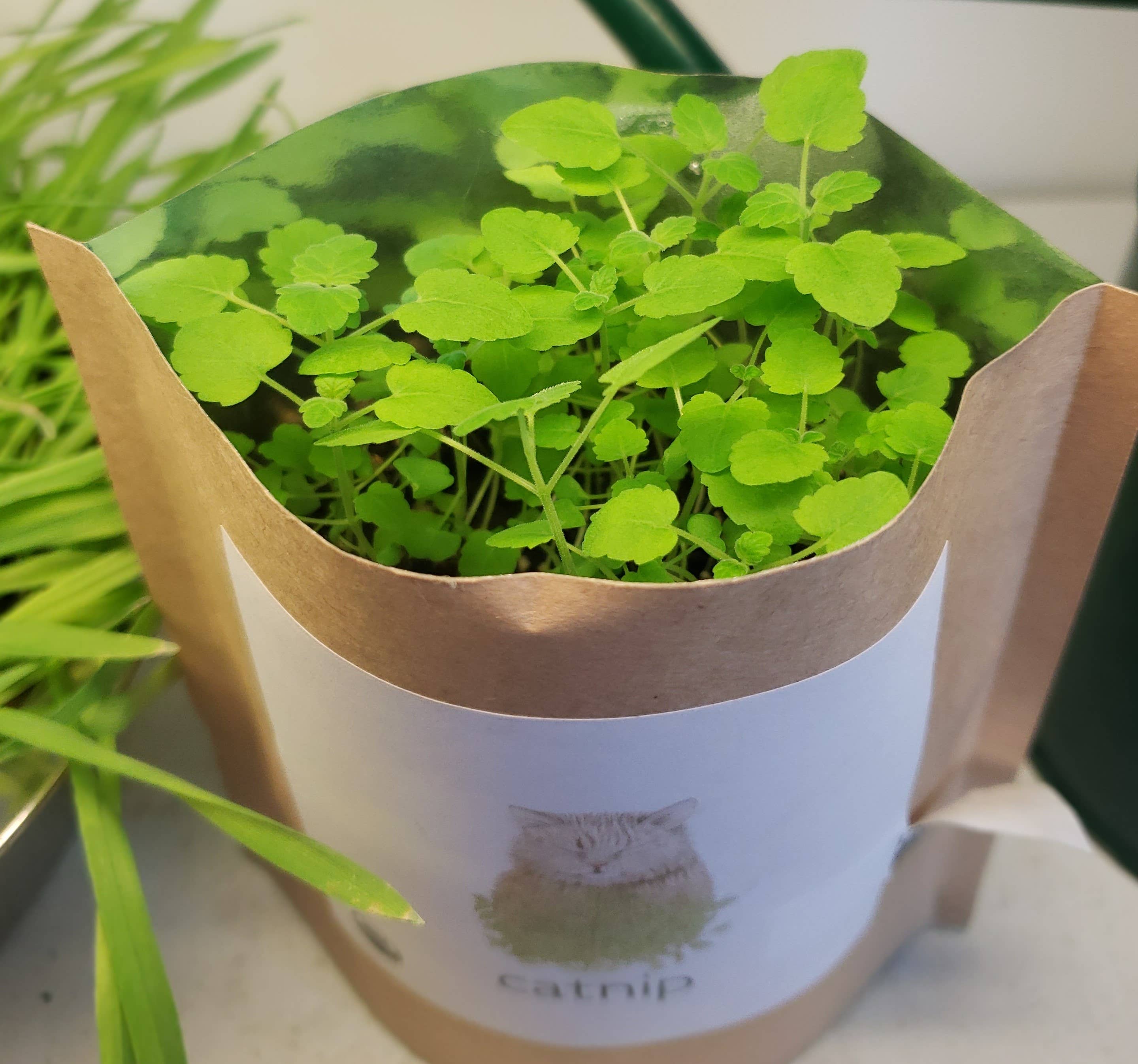 Garden in a Bag | Catnip | Pet Treat | Cat Gift
